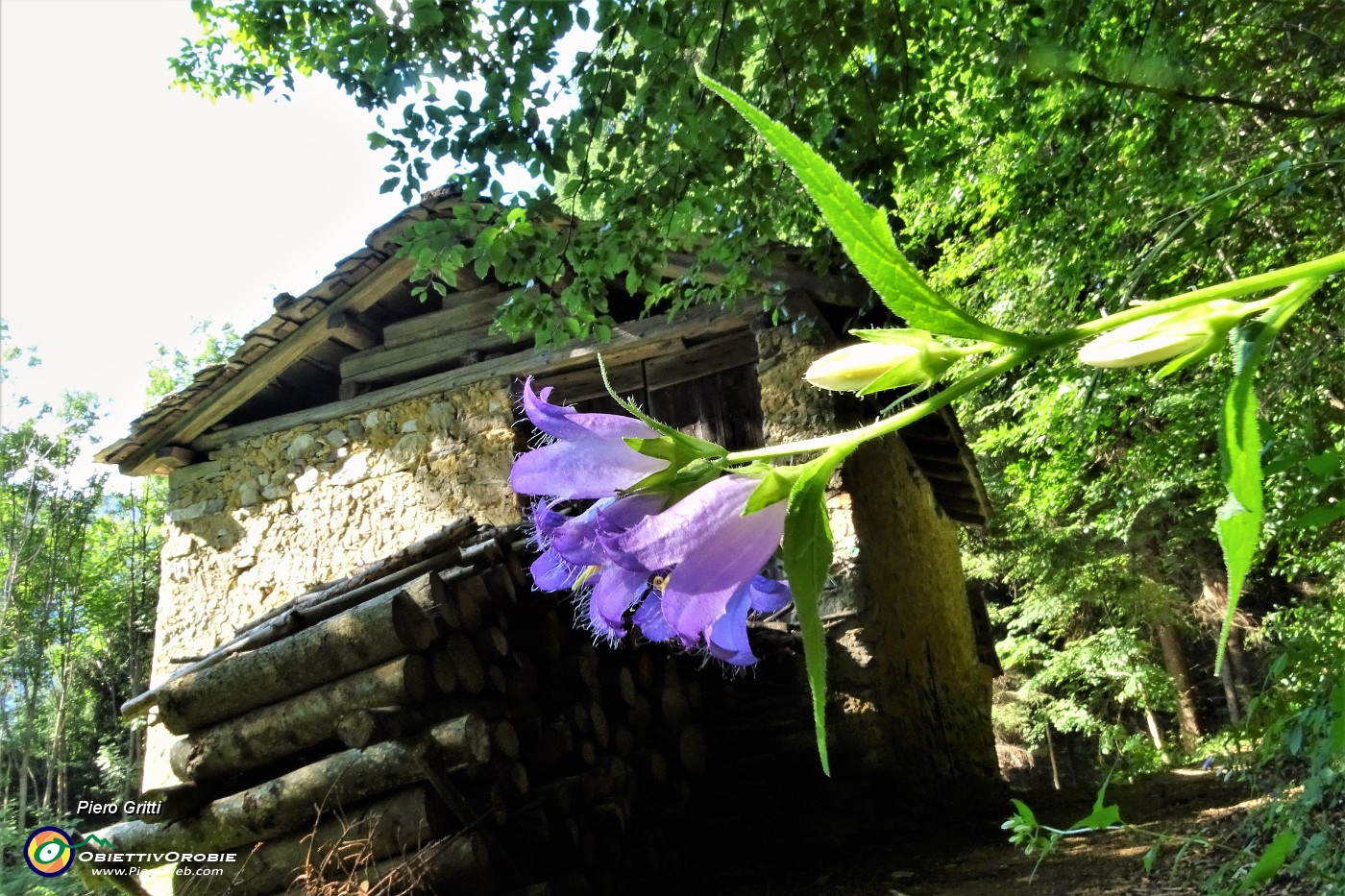 85  Campanula selvatica (Campanula trachelium) alla Baita Ronchi.JPG